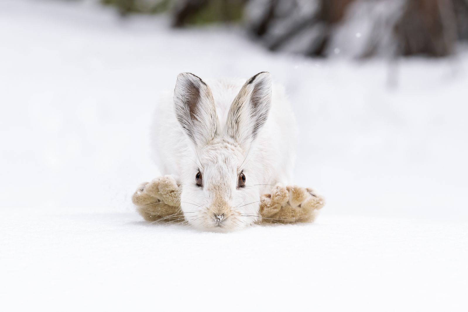 Célébrez l’hiver en pleine nature avec 15 photos d’animaux profitant de la neige |  Science