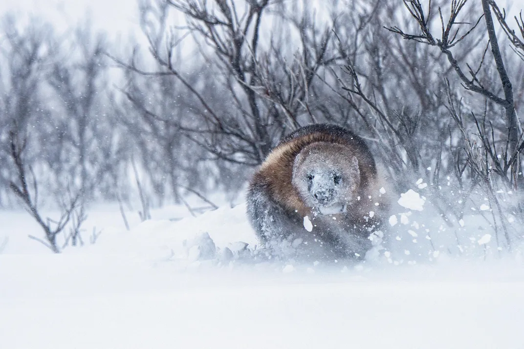 A wolverine released by the scientists confronts a blizzard
