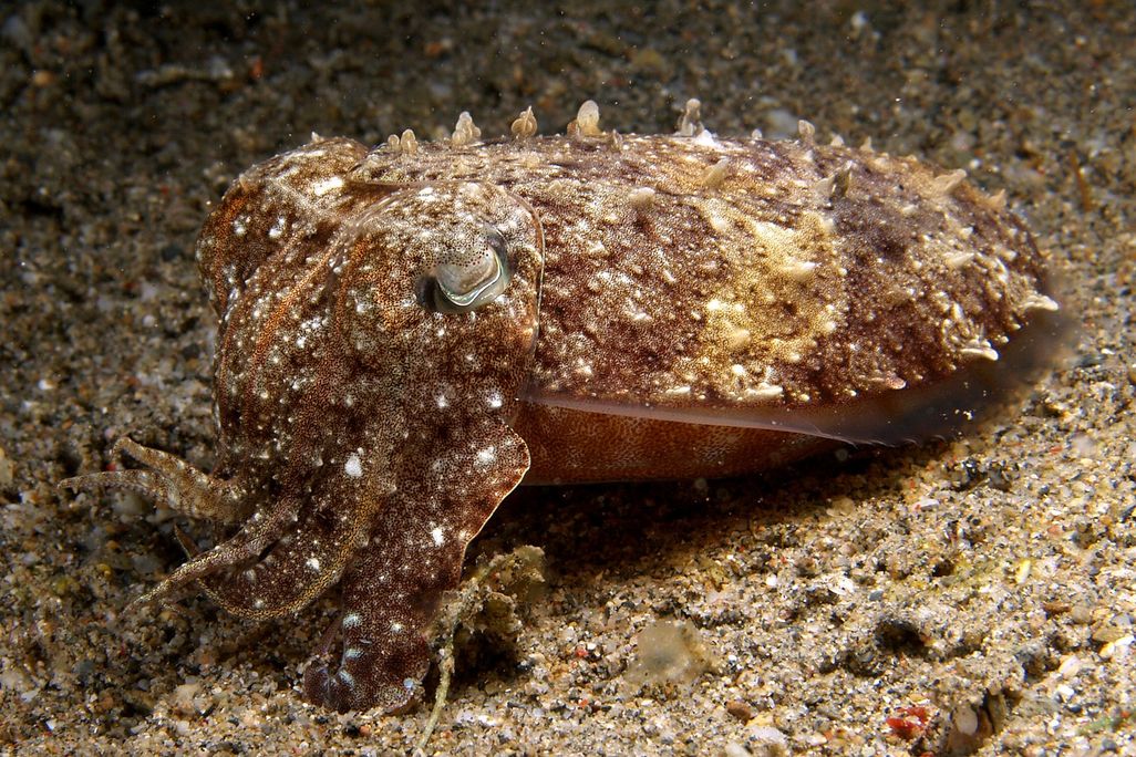 A cuttlefish on the ocean floor