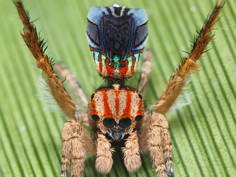 See Seven New Dazzling, Peacock Spiders | Smart News | Smithsonian Magazine