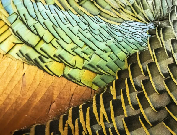 A closeup of the colorful feathers of the ocellated turkey. thumbnail