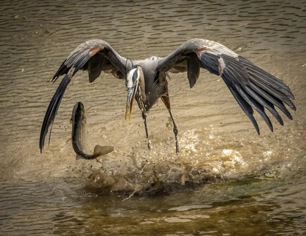 Blue heron catching dinner thumbnail