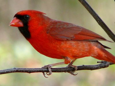 Often known as the redbird or common cardinal, the northern cardinal is a North American bird in the genus Cardinalis.