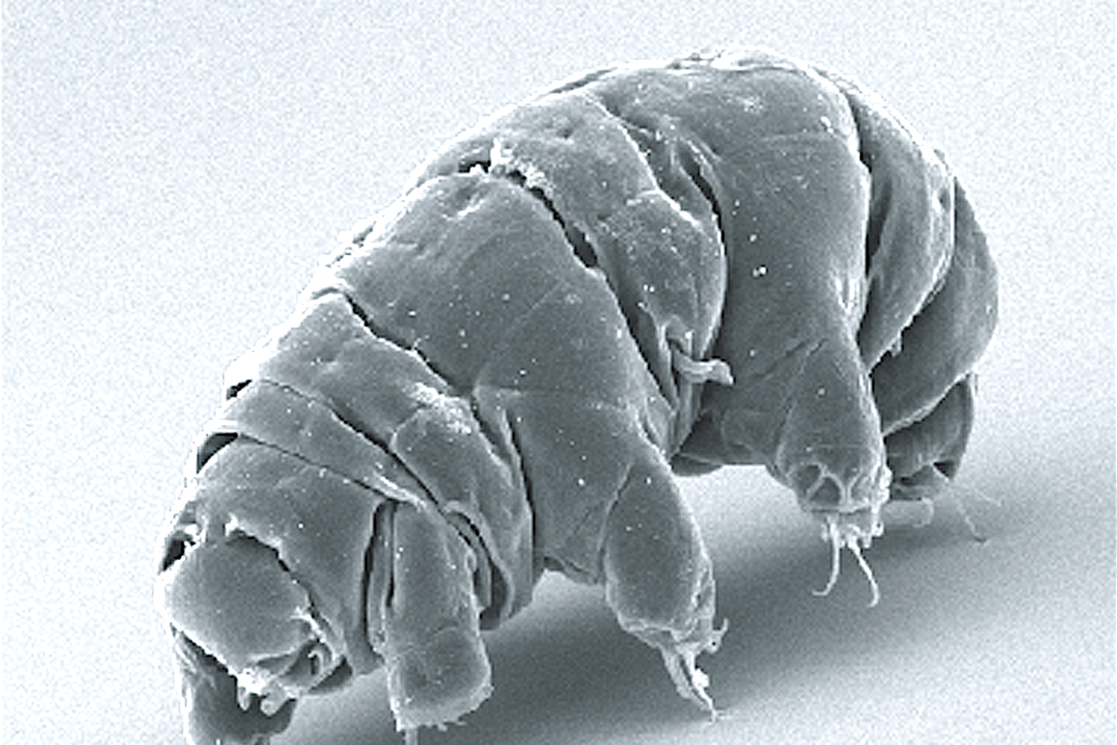 A photo of a close up of the tardigrade, a microscopic organism. The tardigrade has various segments and has pudgy legs.
