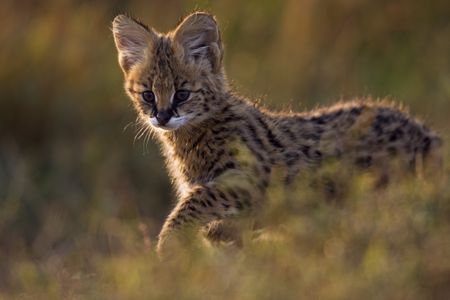 A serval kitten.