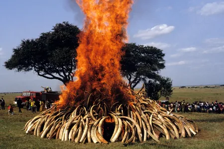 Ivory burn outside Nairobi, 1991