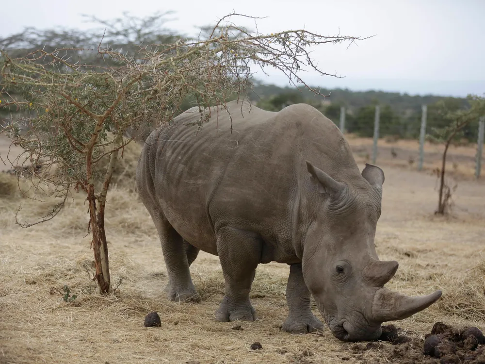 Najin, one of only two female northern white rhinos left