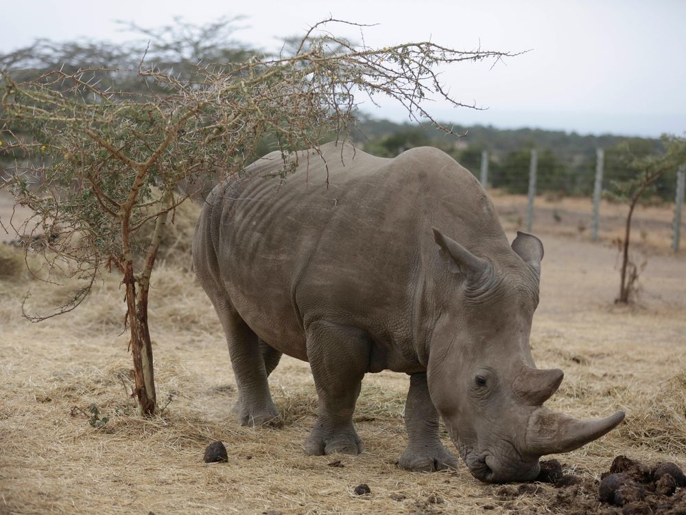 Najin, one of only two female northern white rhinos left