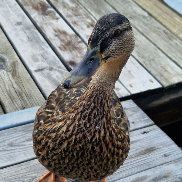 The Trusting Duck thumbnail