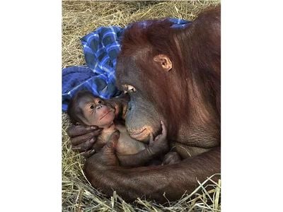 Batang and her infant are doing well and Zoo staff report she is nursing the new male Bornean orangutan.