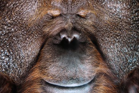 Borneo orangutan