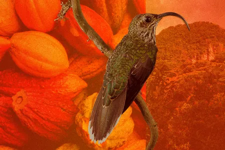 Making Bird Friendly cocoa