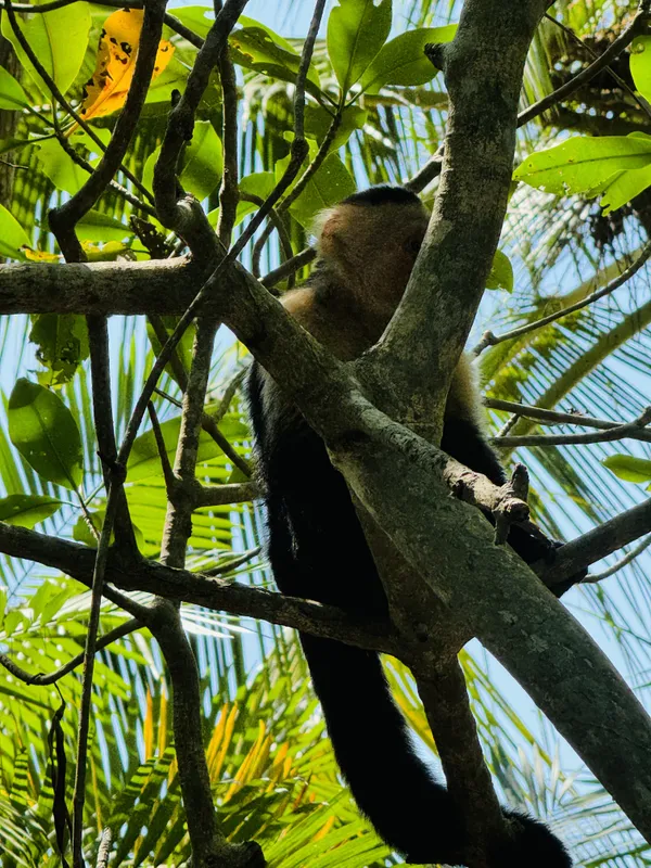 Monkey perched on his home tree. thumbnail