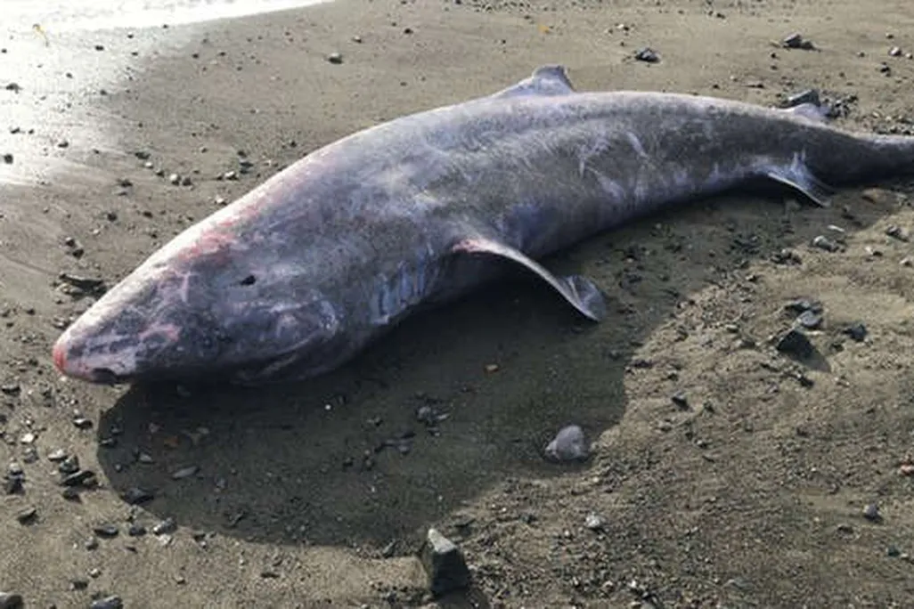 A greenland shark washed-up on a sandy beach. The shark appears belly-up.