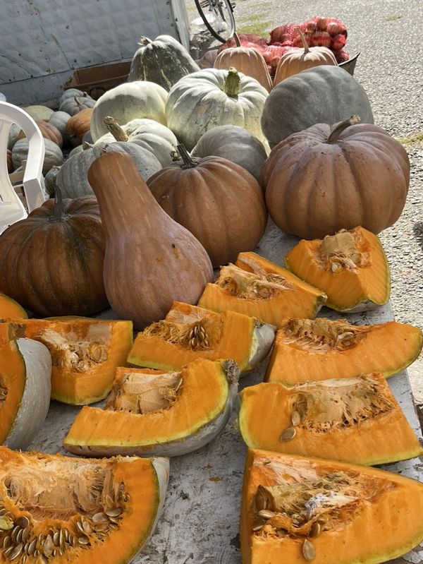 Fresh harvest of squash for dinner thumbnail