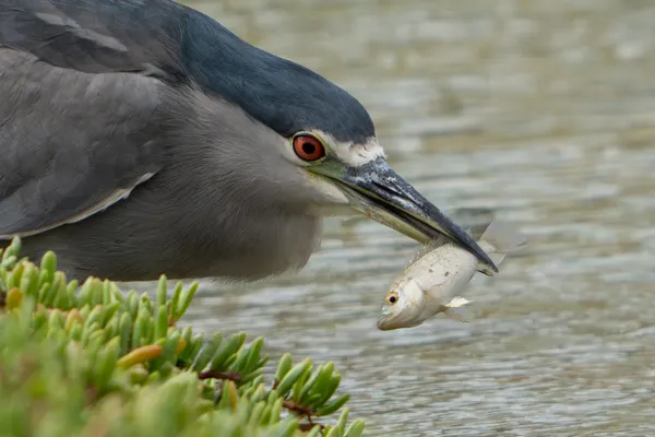 Fish staring after being caught. thumbnail