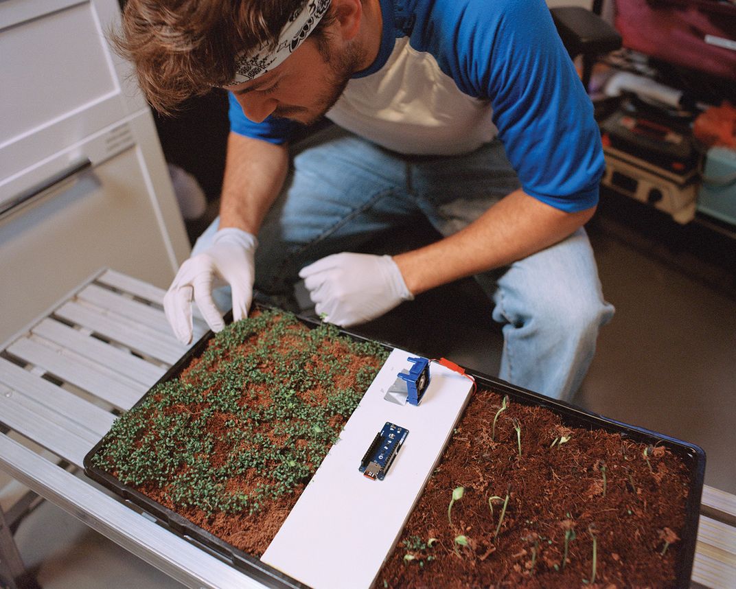 A man analyzes microgreen and herb samples.