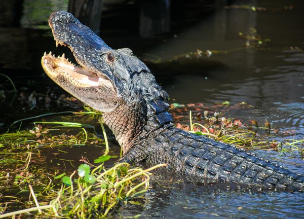 An American Alligator jumping out of the water in Everglades National Park. thumbnail