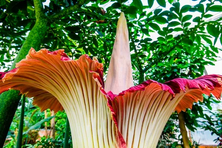 A corpse flower blooms by shooting up a tall stalk and sending out rotting-flesh scents to attract pollinating insects.