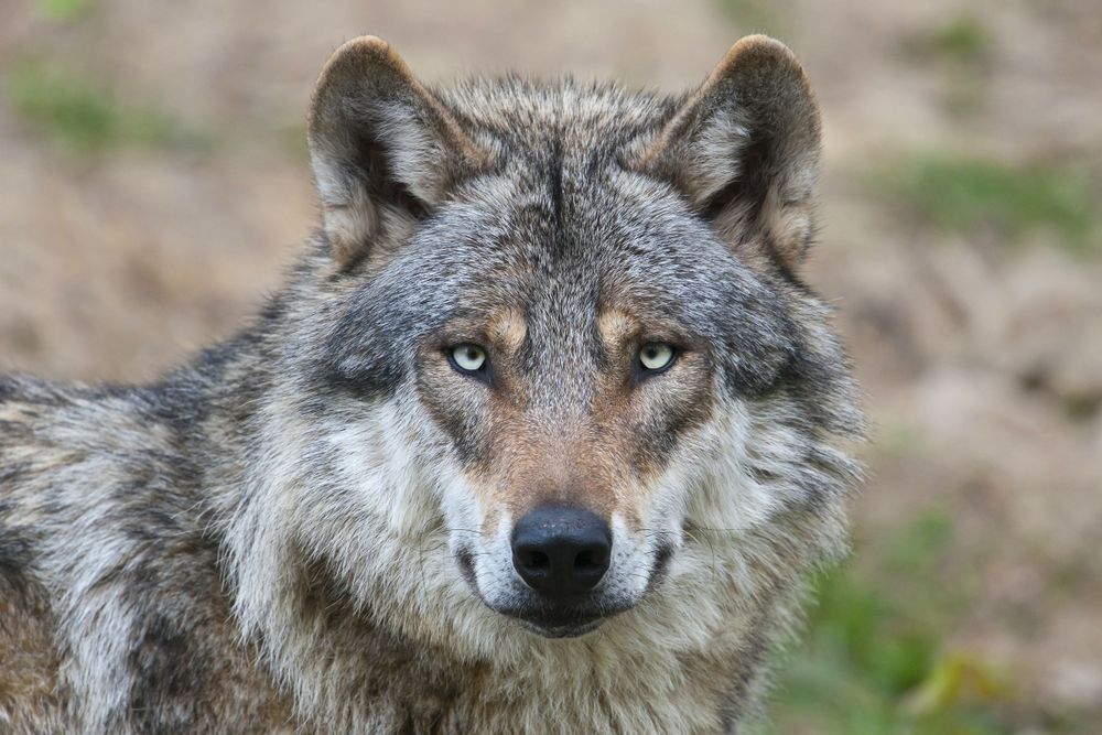 a gray and white wolf looking into the camera