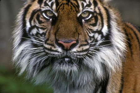 A Sumatran tiger (Panthera tigris ssp. sumatrae) at the National Zoo in Washington, DC.