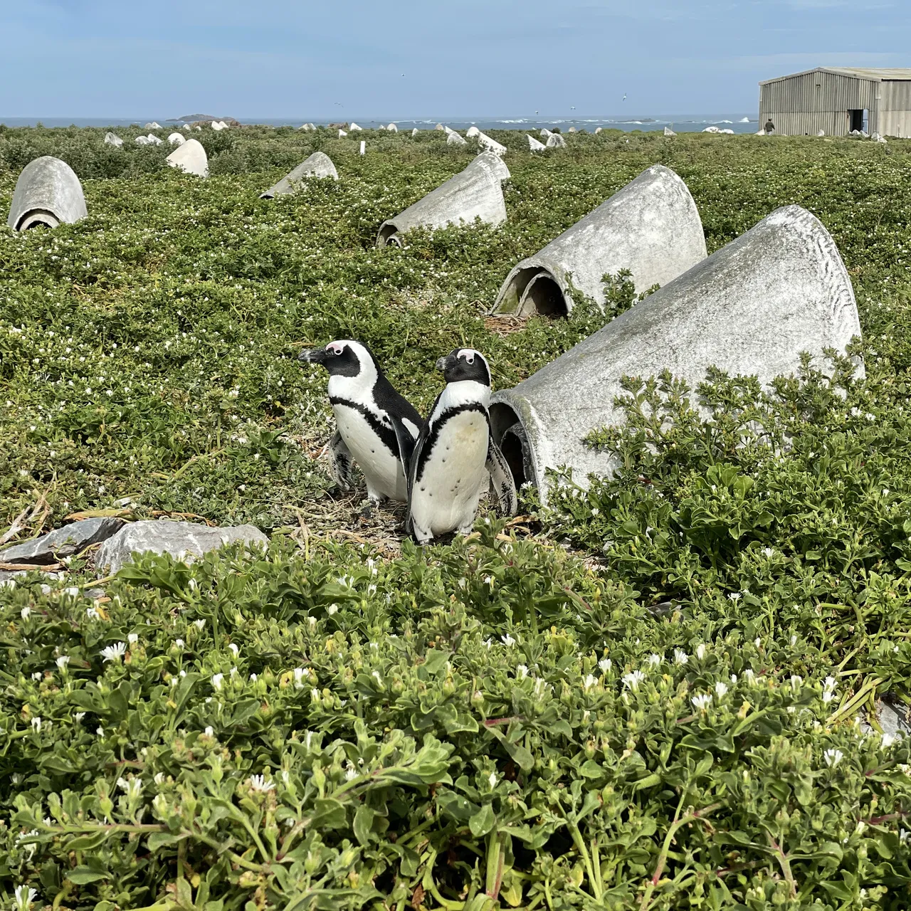断捨離penguin 秘伝豆9kg These Artificial Nests Are Helping African Penguins Beat the Heat