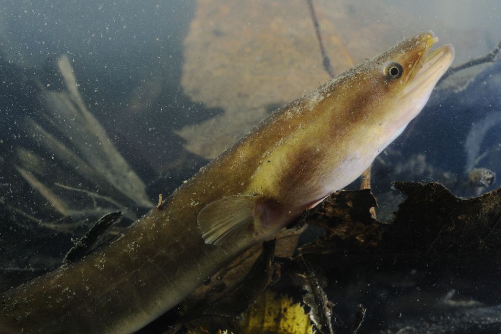 eel