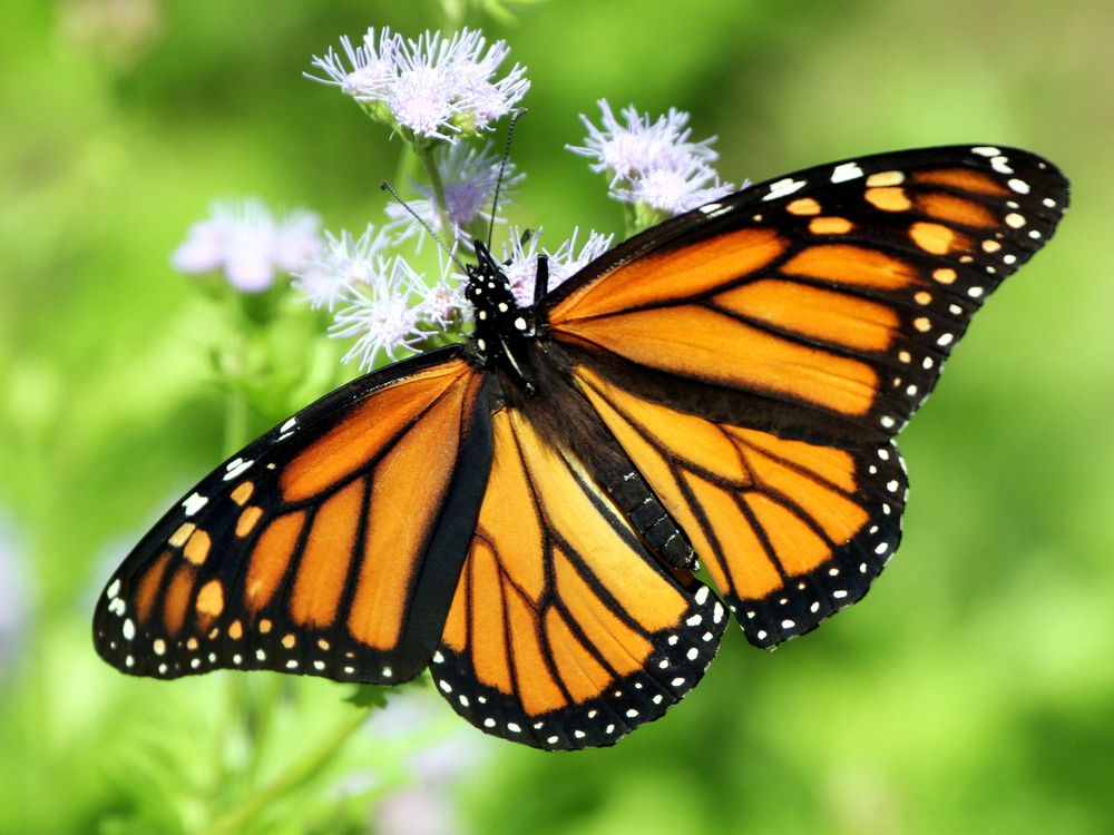 Monarch butterfly on Blue Mistflower