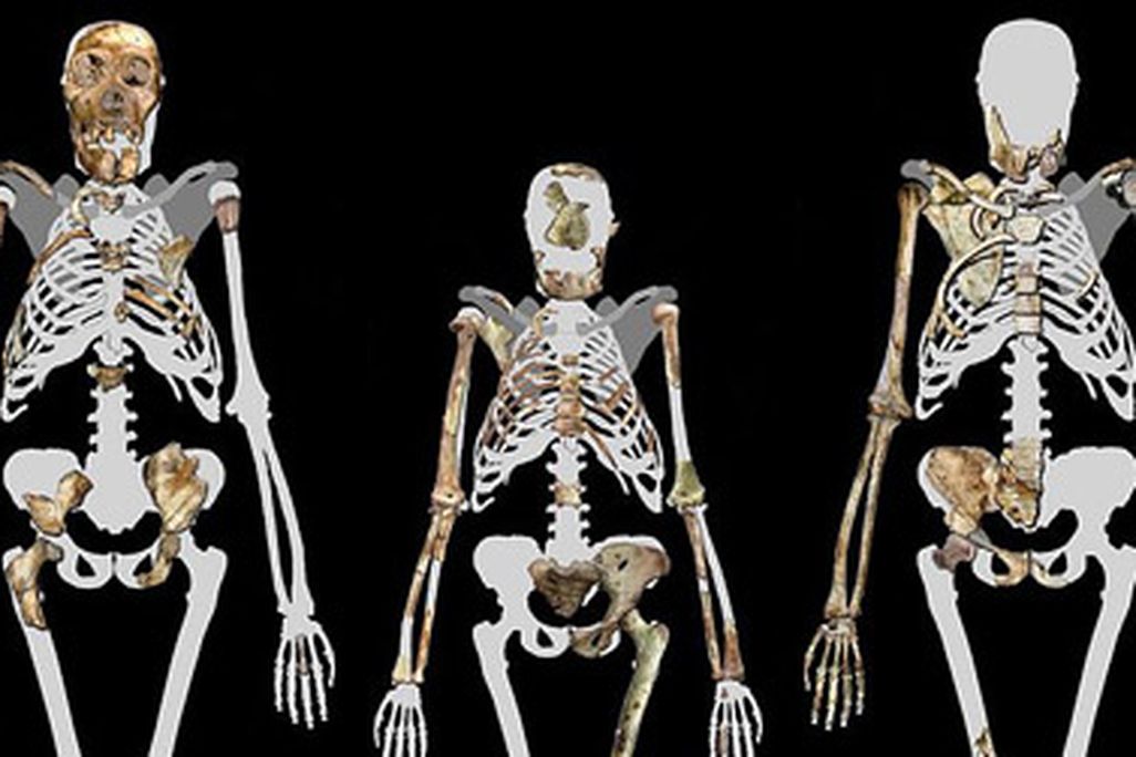 Skeletons of Australopithecus sediba