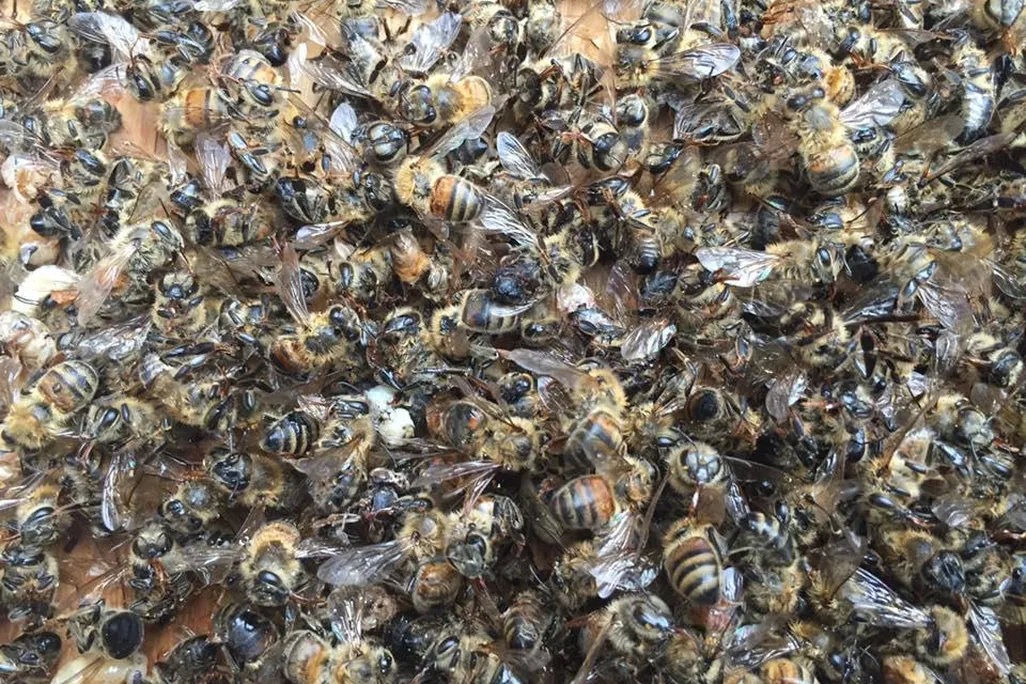 Dead Bees 2