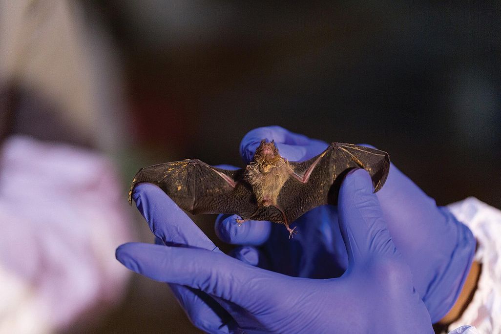 a bumblebee bat in gloved hands
