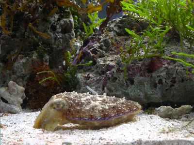 Researchers have found bouts of REM-like activity in cuttlefish.