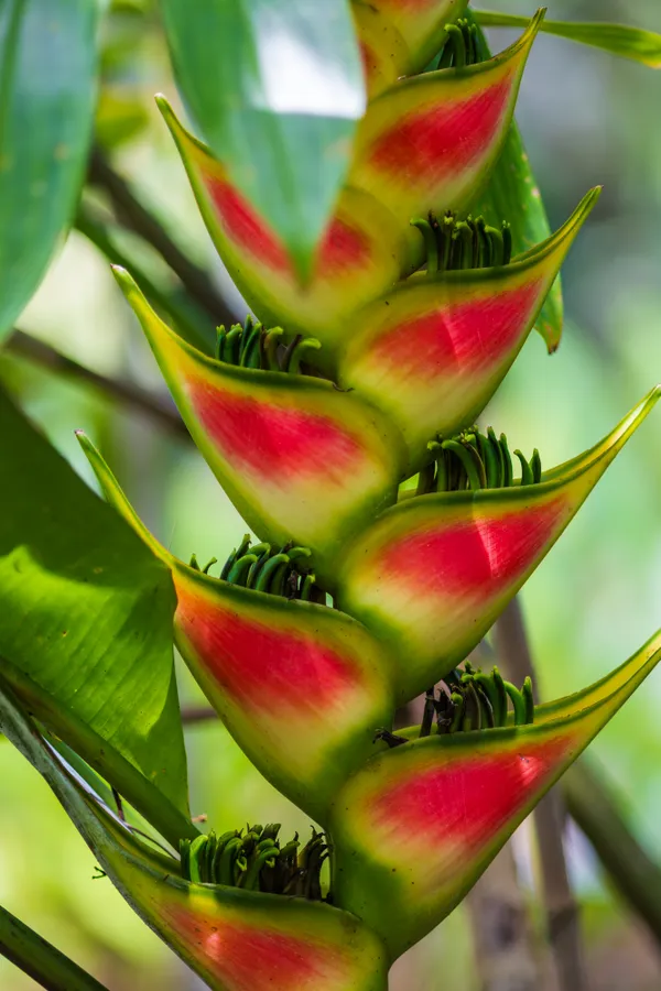 Hanging Lobster Claw thumbnail