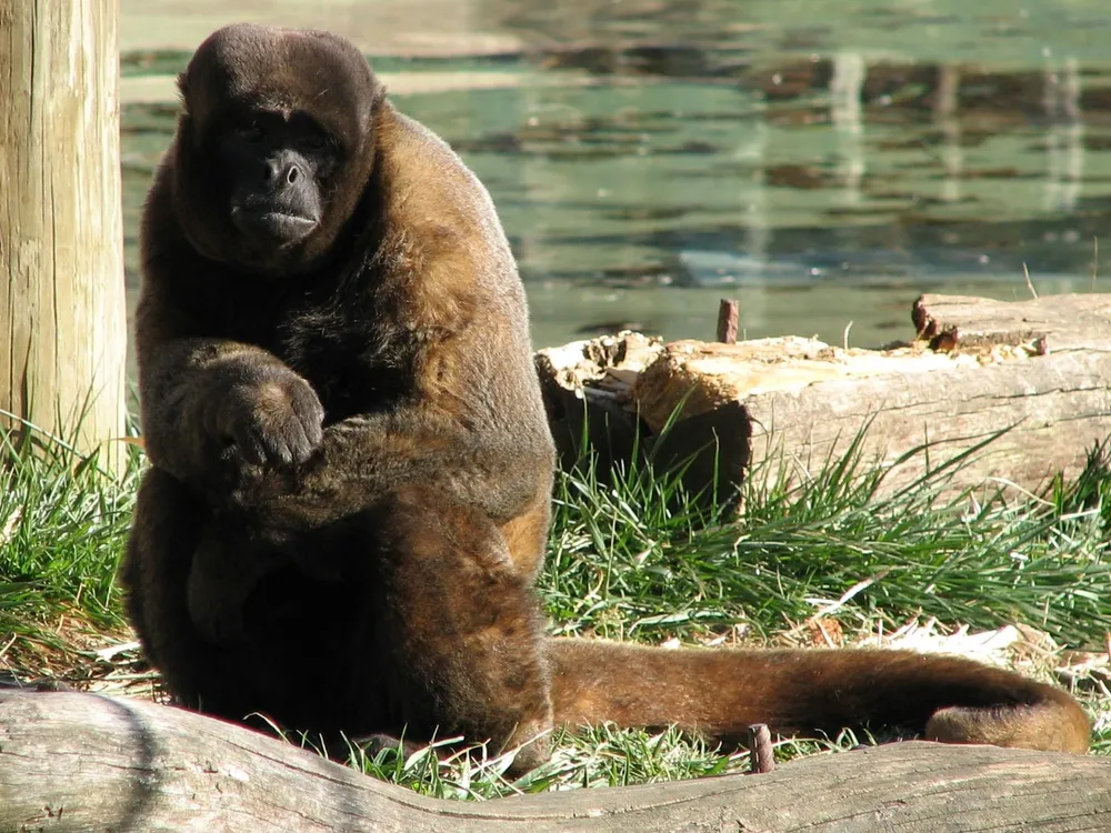 An image of a brown Woolly Monkey sitting by water. The monkey has thick fur and has its arms folded across its belly.