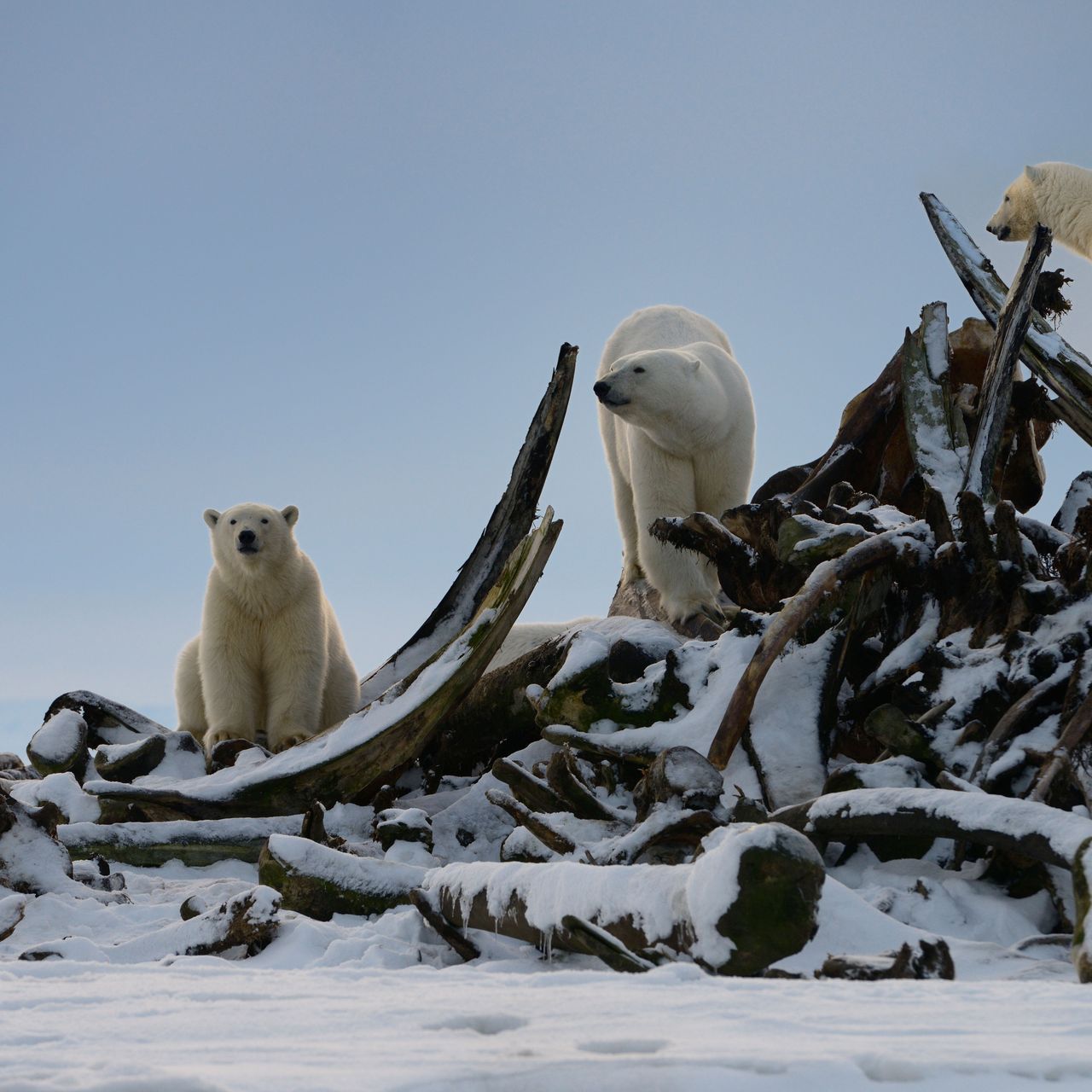 The Politics of Viewing Polar Bears