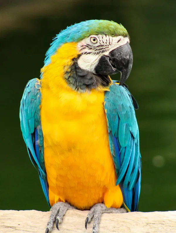 A beautiful macaw posing for the photo. thumbnail