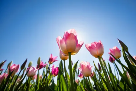 Warmer weather can bring blooms. But don't expect it to resolve the COVID-19 pandemic on its own.