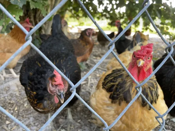 Chickens behind a fence thumbnail