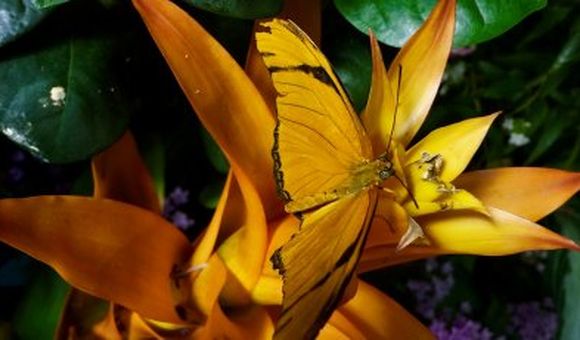 The most colorful, dazzling jewels in the National Museum of Natural History have wings, and they are in the Butterfly Pavilion!