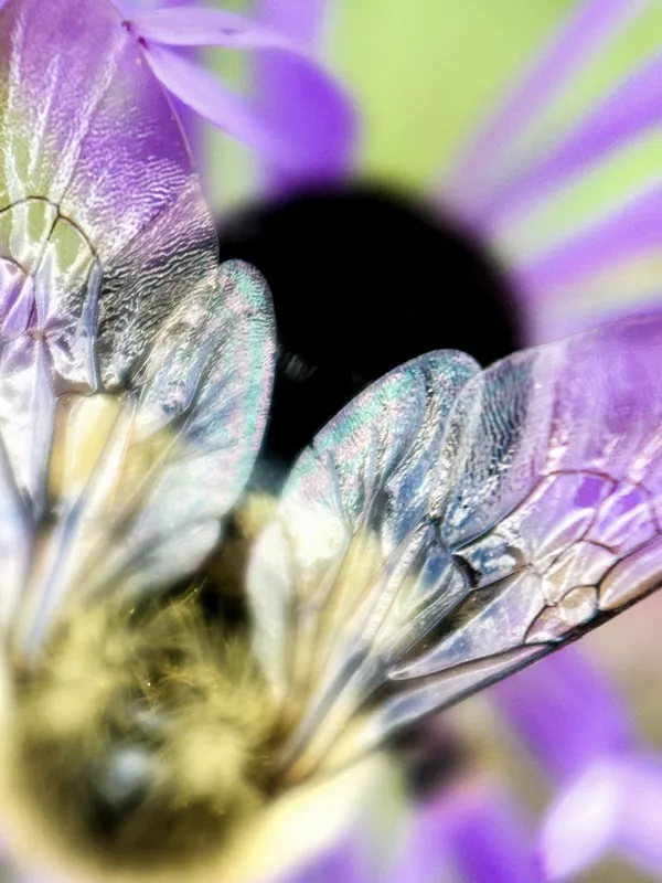 Stained glass wings. thumbnail