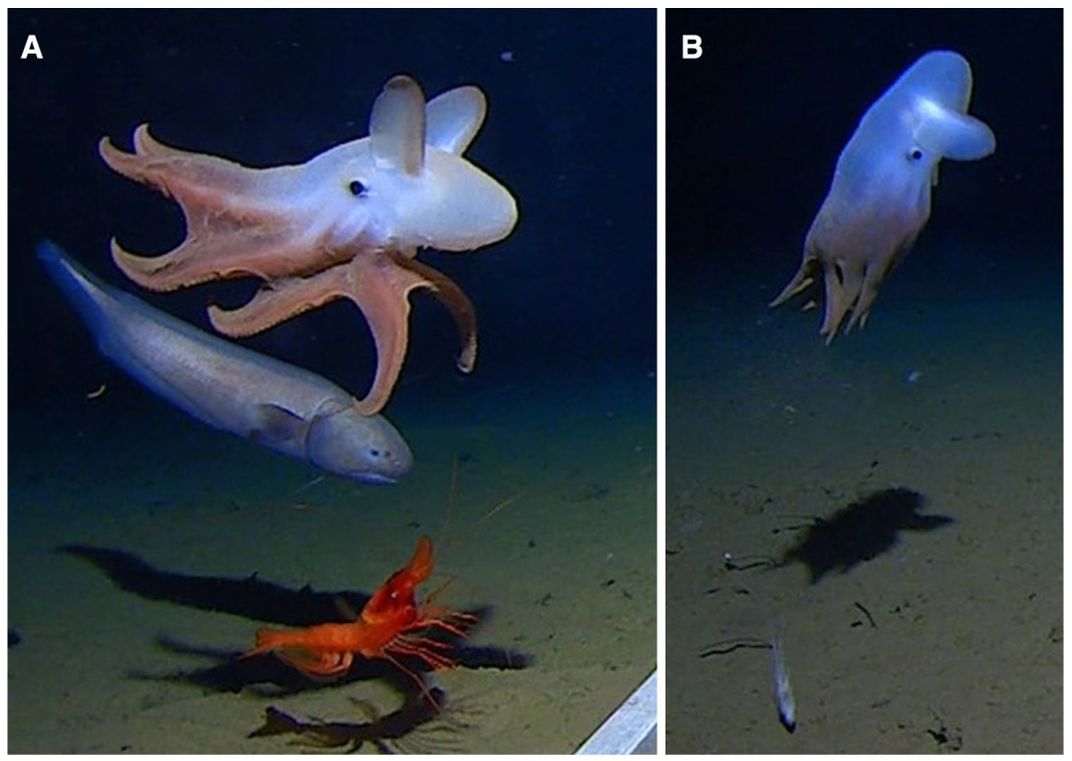 An octopod near the ocean floor.