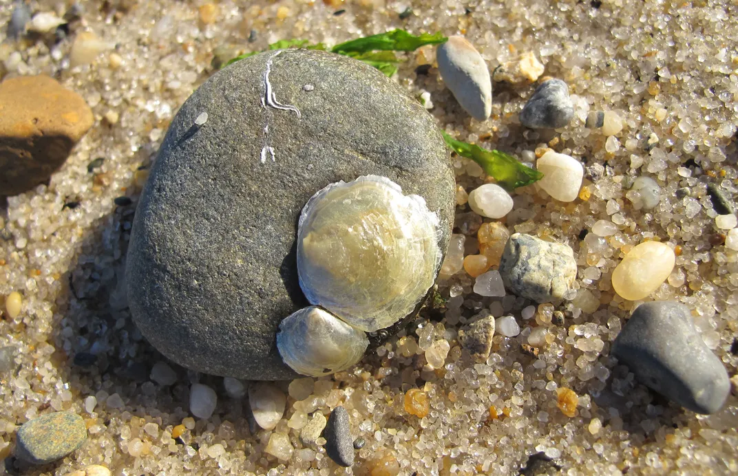 Low Tide at Pamet Harbor, Truro, Cape Cod Smithsonian Photo Contest