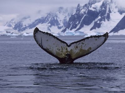 The tail, or fluke, of a humpback whale is identifiable, like a fingerprint is for a human.