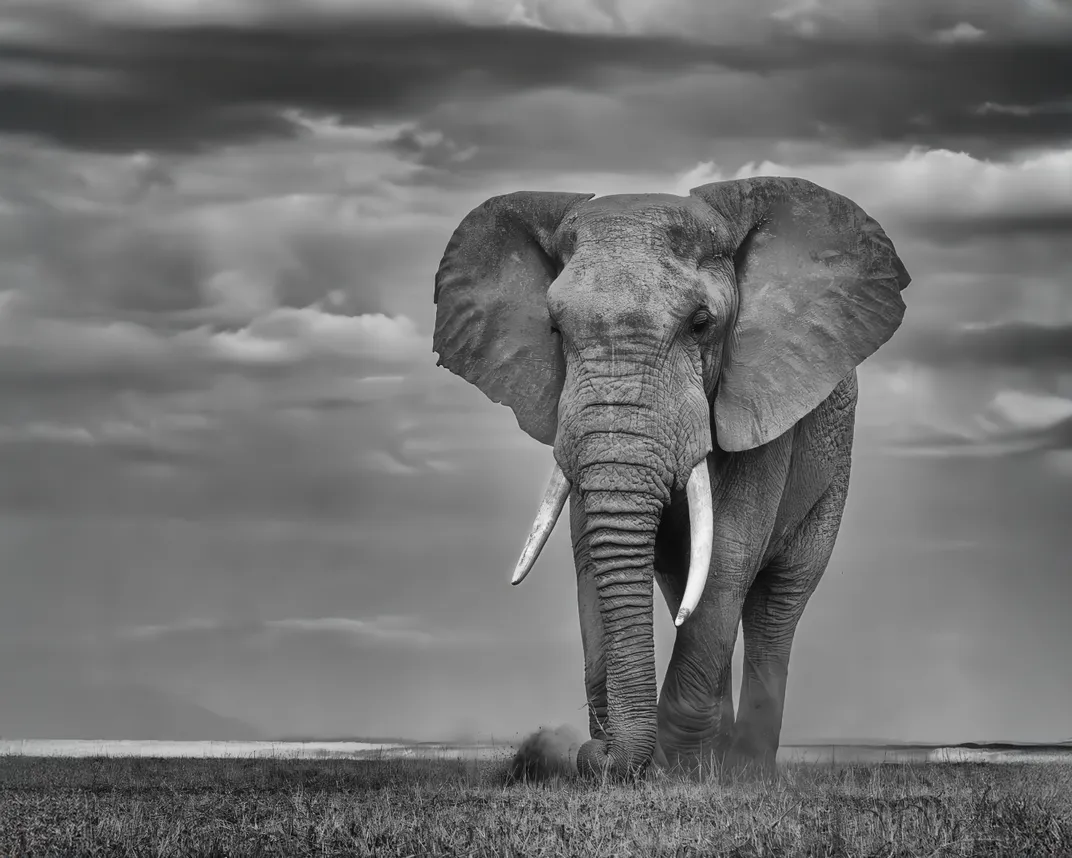 16 - When the Kenya Wildlife Service was founded in 1989, approximately 16,000 elephants were found in the country. Now, numbers are rebounding, and more than 35,000 live in Kenya today.