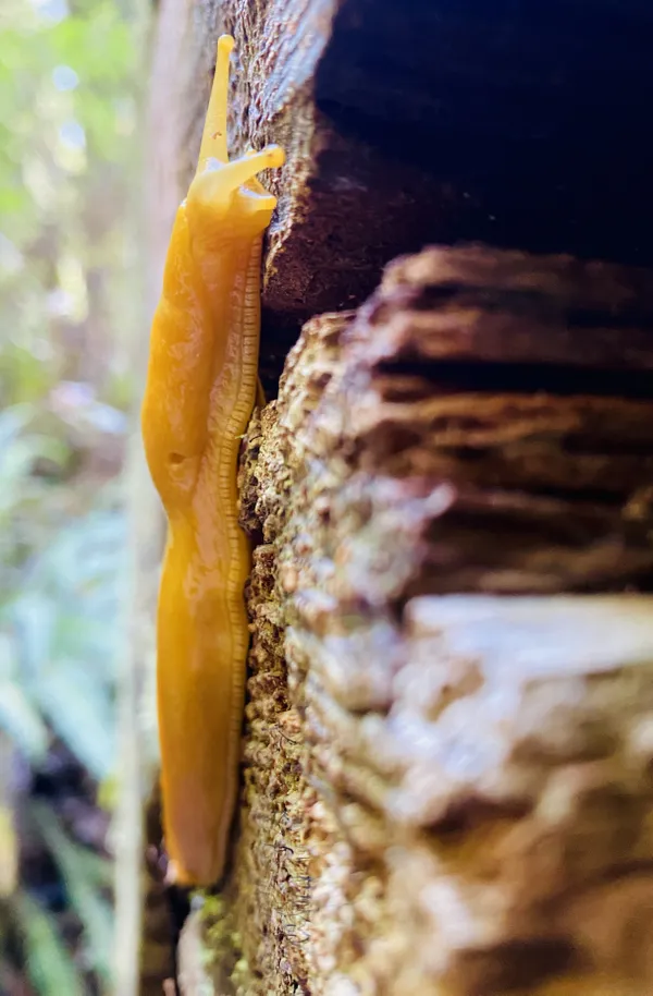 Banana slug on a redwood thumbnail
