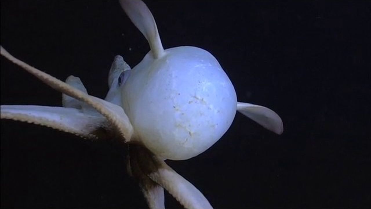 Preview thumbnail for Dance of the Dumbo Octopus