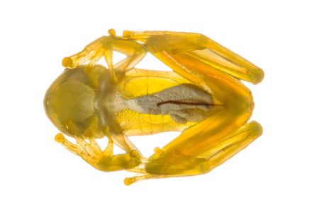 The glass frog's translucent stomach skin offers a window into its internal organs. New research finds this odd seeming trait may help the frogs evade predators.