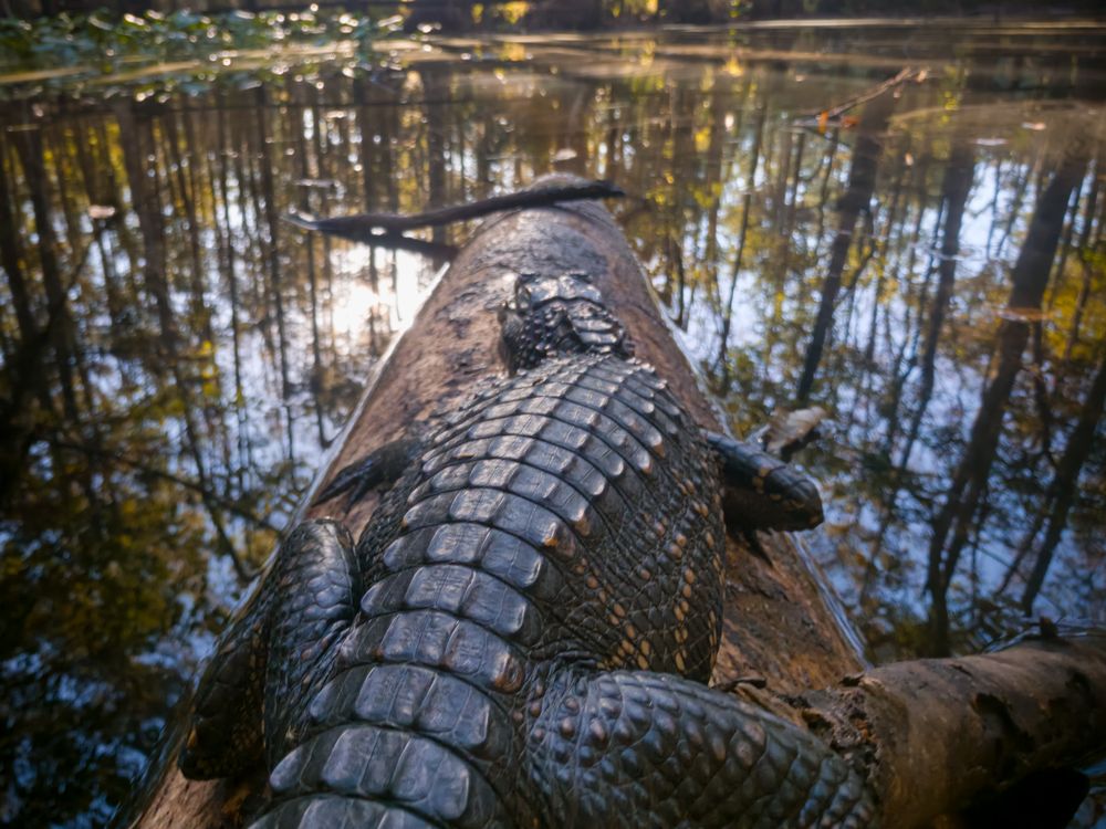 On the Log With a Baby Gator | Smithsonian Photo Contest | Smithsonian ...