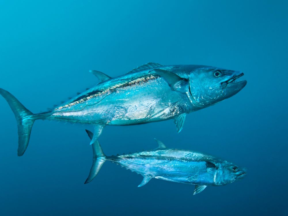 The Oldest Recorded Bluefin Tuna in History