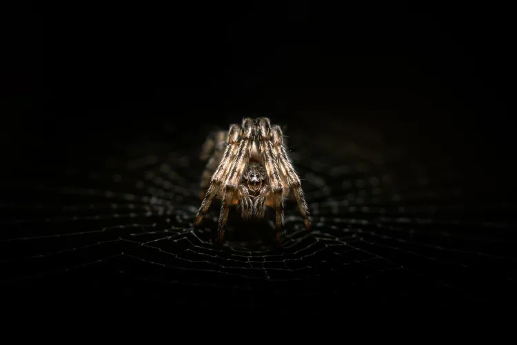 a tiny spider on a black background